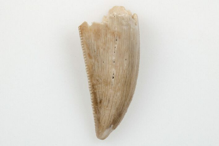 Serrated, .62" Raptor Tooth - Real Dinosaur Tooth